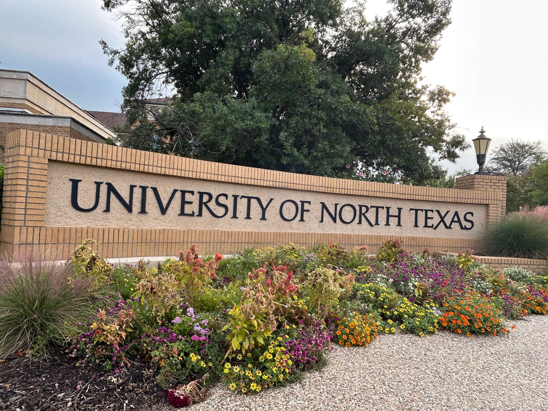 노스텍사스대학교